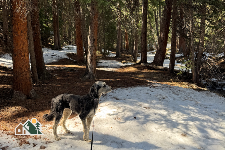 A dog on a snowy forest trail near Bailey, Colorado