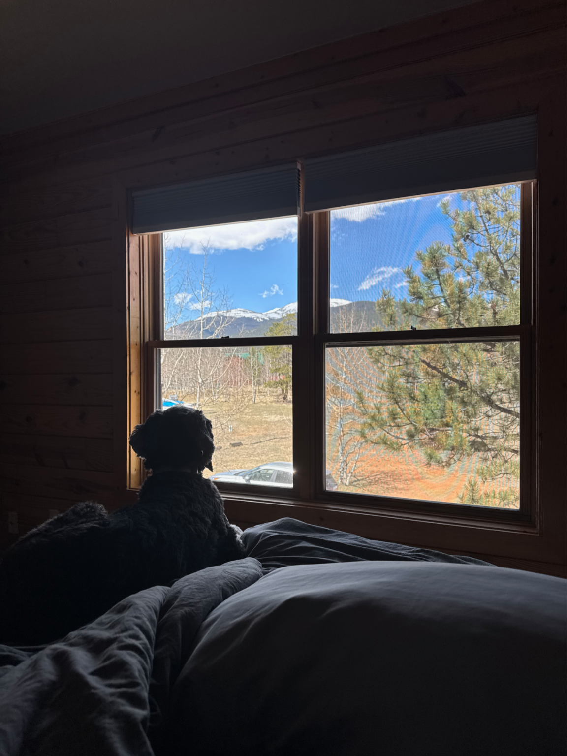 A dog resting on the bed in the primary suite, gazing out the window at the pines