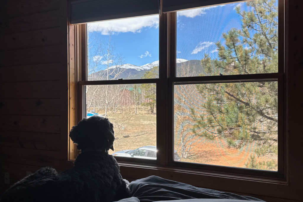 A dog gazing out the bedroom window at the pines and mountain views