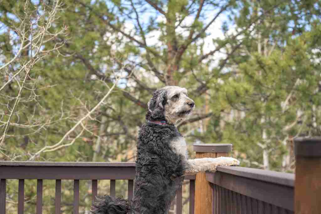 Summit the bernedoodle leaning on the deck railing to watch the forest