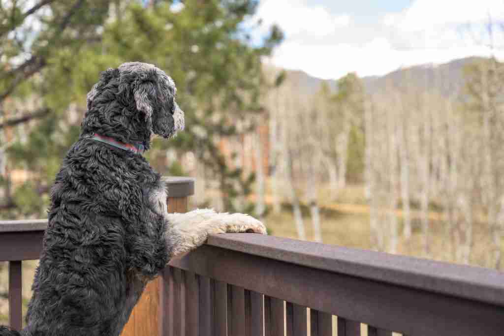 Summit the bernedoodle looking over the deck railing toward the aspens