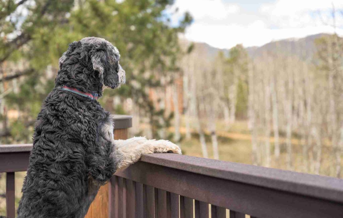 Summit the bernedoodle looking over the deck railing toward the aspens